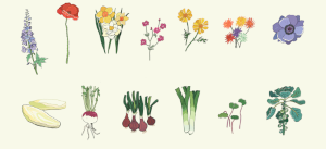 Blumen und Gemüse